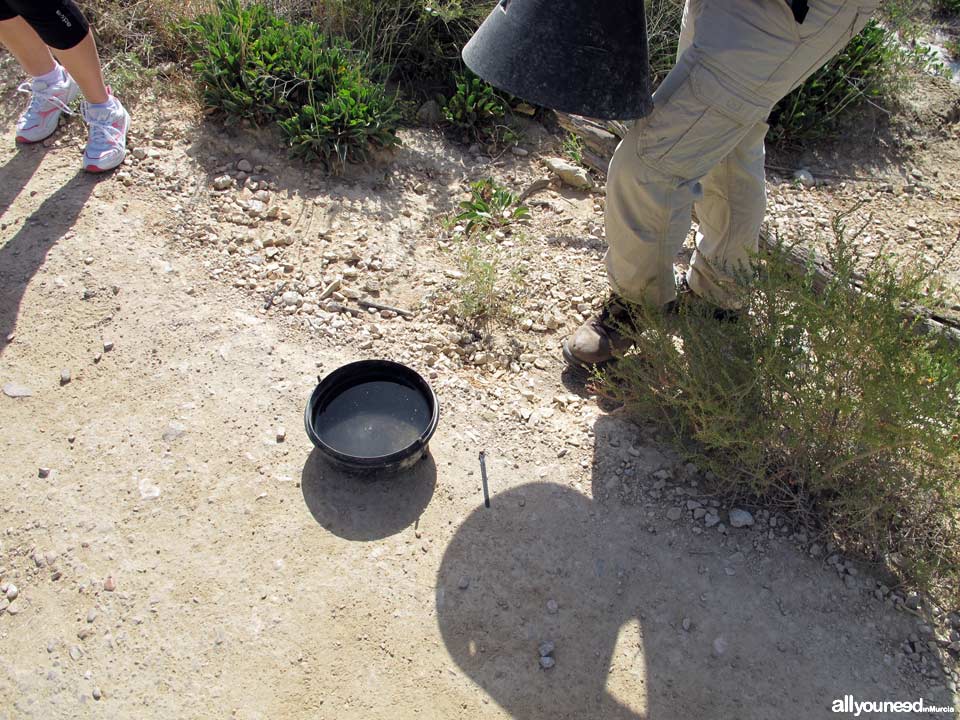 10 - Trampa para el Picudo Rojo. Ruta guiada del río Chícamo en Abanilla