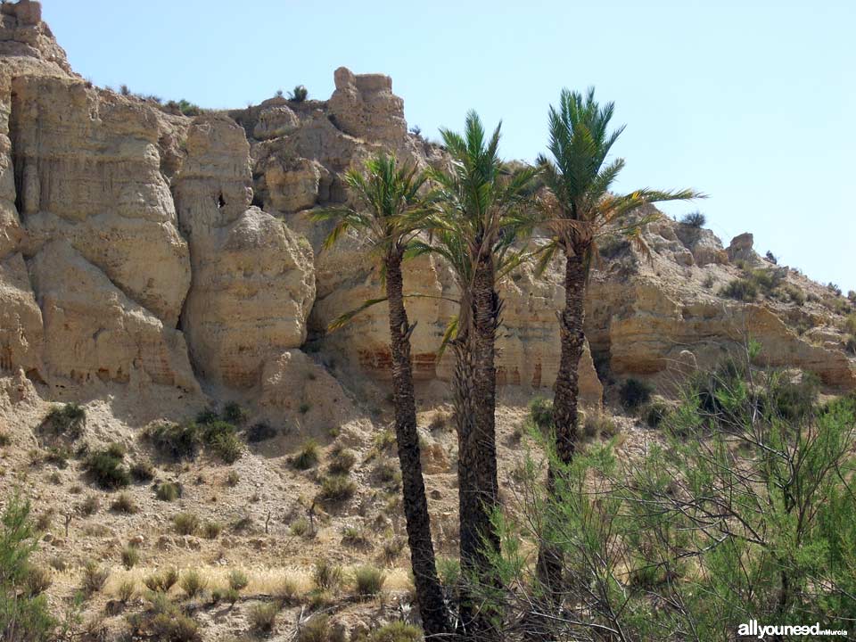 19 - Entre palmeras. Ruta guiada del río Chícamo en Abanilla