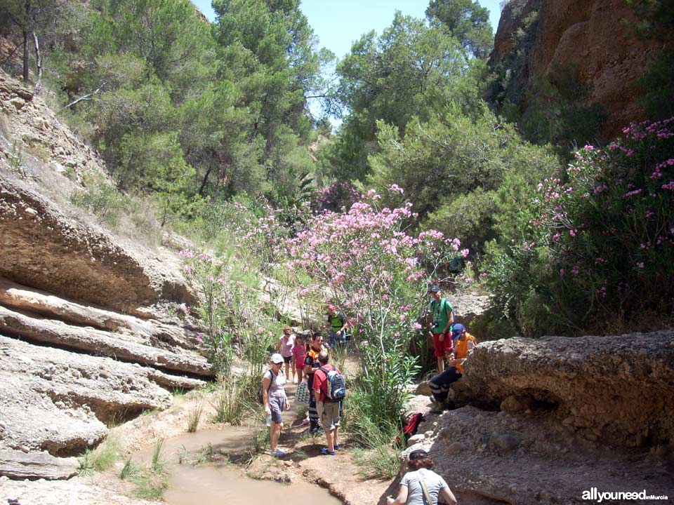 24 - Fin del trayecto. Ruta guiada del río Chícamo en Abanilla