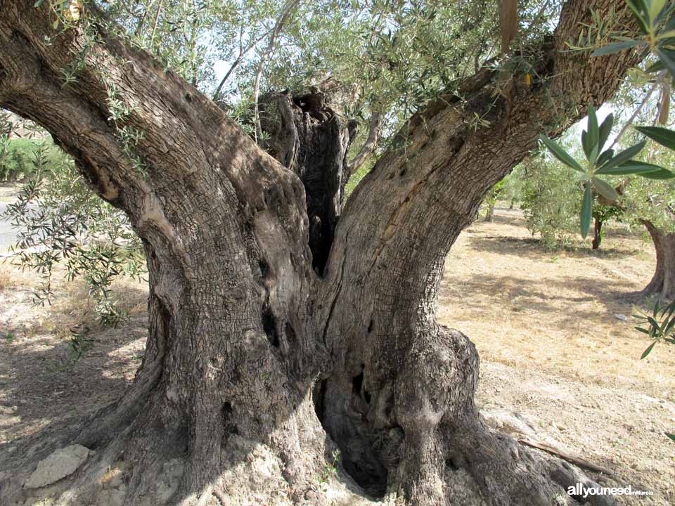 Olivar de Abanilla