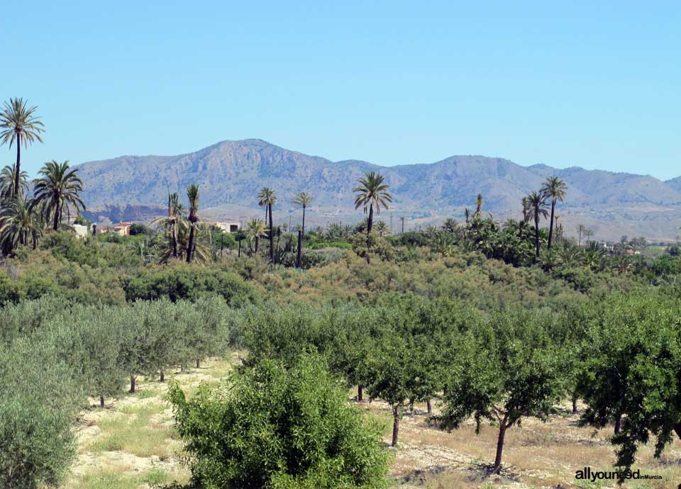 Paisaje Palmeras de Abanilla