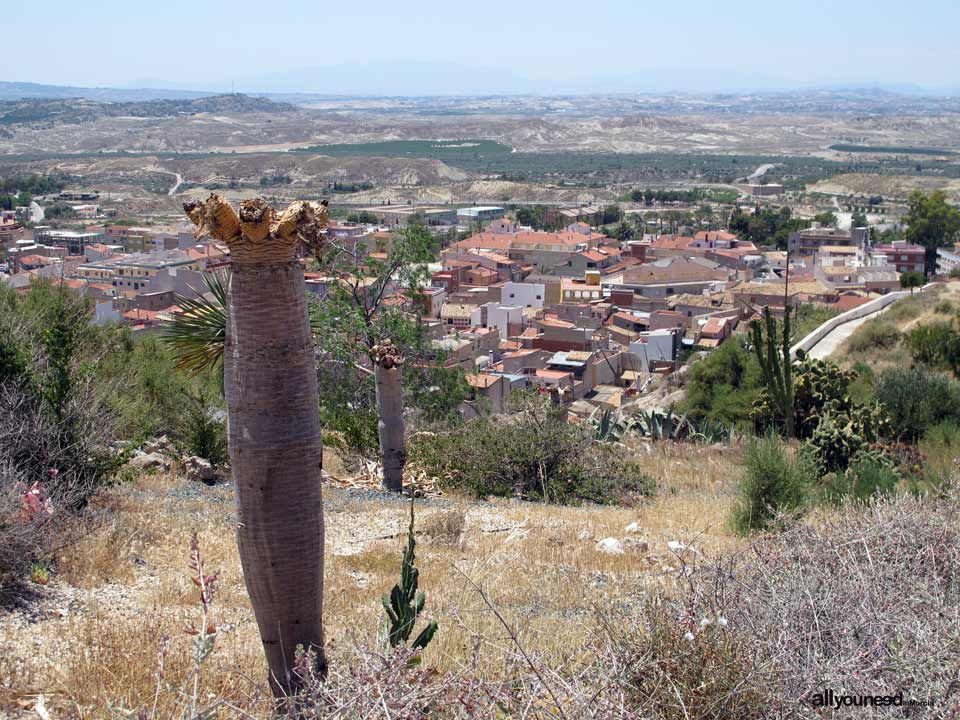 Panoramic Views of Abanilla