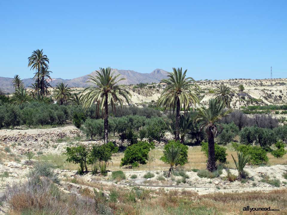 Panoramic Views of Abanilla 