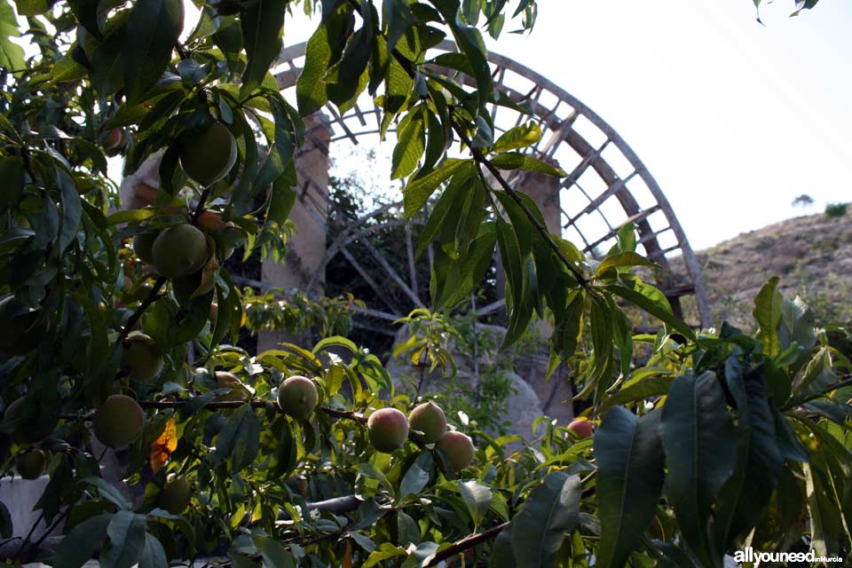 Ñorica Waterwheel in Abarán. Spain