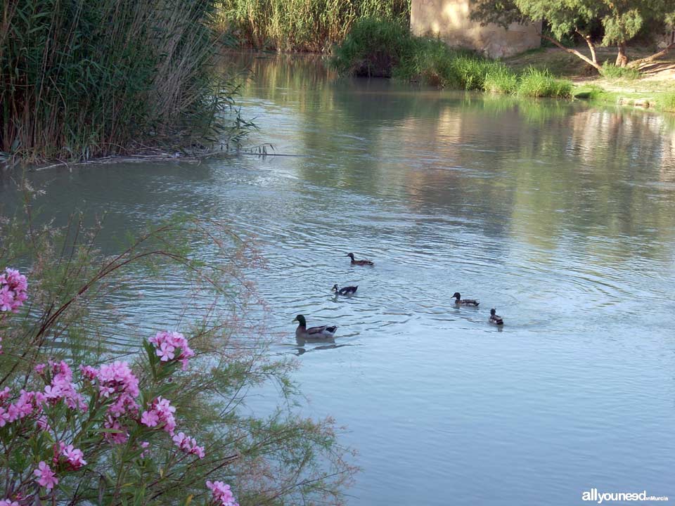 Paseo Ribereño junto al río Segura en Archena