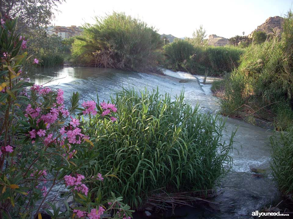 Paseo Ribereño junto al río Segura en Archena