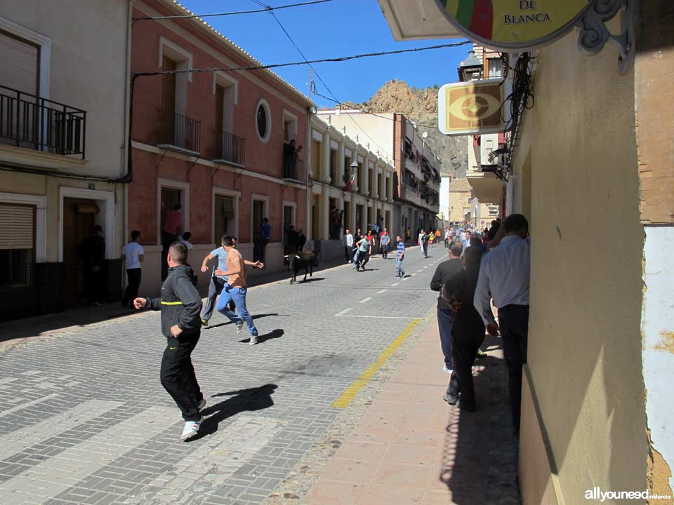 Encierros de Toros. Blanca