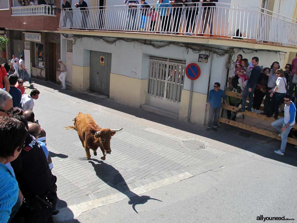 Encierros de Toros. Blanca