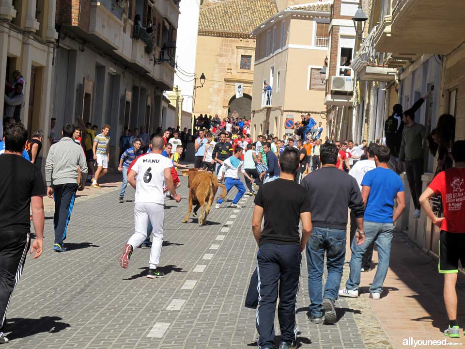 Encierros de Toros. Blanca