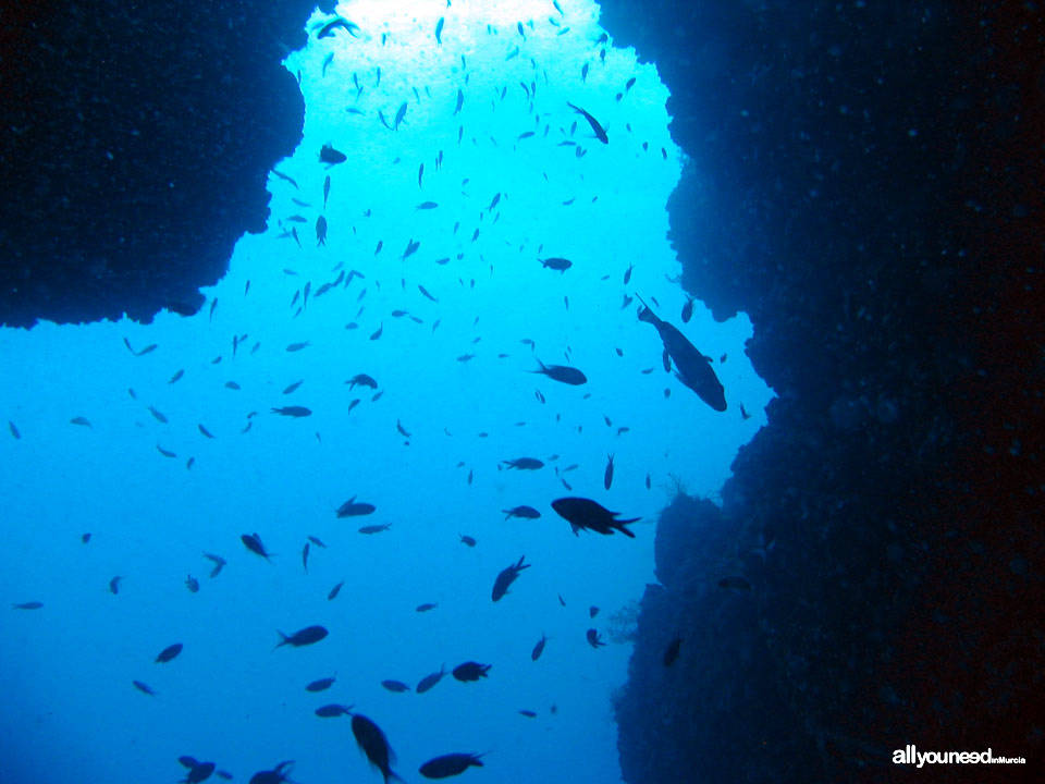 Buceo en Cabo de Palos