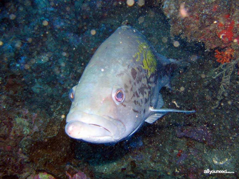 Diving in Cabo de Palos. The marine reserve of Hormigas Islands. Murcia -Spain-