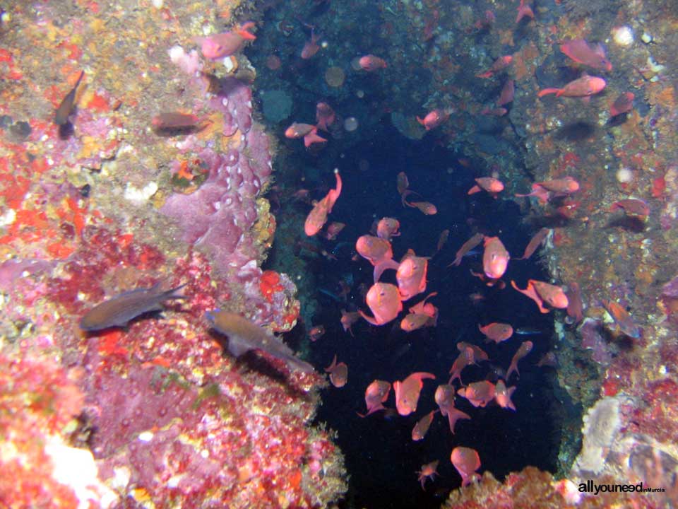 Diving in Cabo de Palos. The marine reserve of Hormigas Islands. Murcia -Spain-