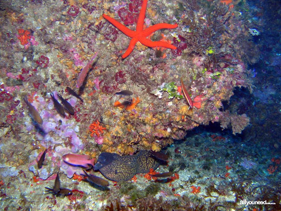 Diving in Cabo de Palos. The marine reserve of Hormigas Islands. Murcia -Spain-