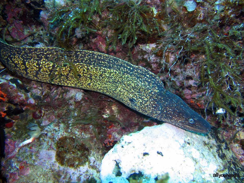 Diving in Cabo de Palos. The marine reserve of Hormigas Islands. Murcia -Spain-