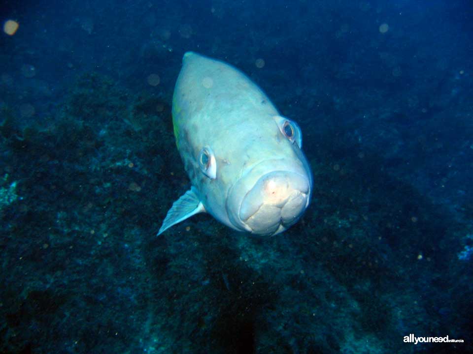 Diving in Cabo de Palos. The marine reserve of Hormigas Islands. Murcia -Spain-