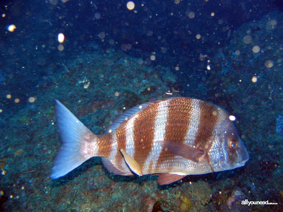 Diving in Cabo de Palos. The marine reserve of Hormigas Islands. Murcia -Spain-