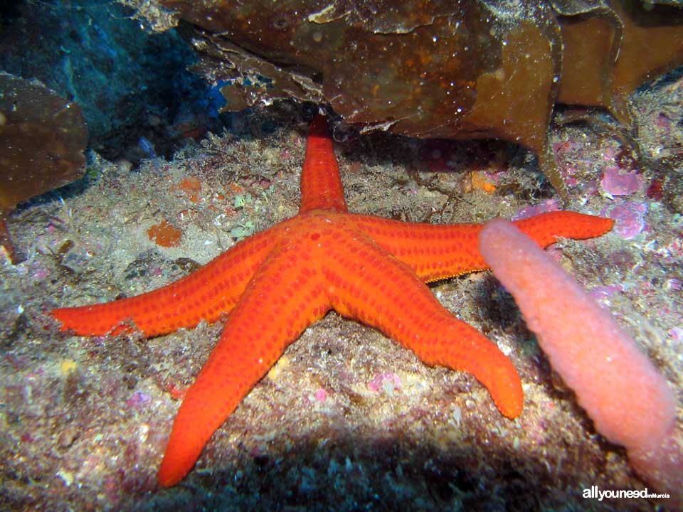 Diving in Cabo de Palos. The marine reserve of Hormigas Islands. Murcia -Spain-