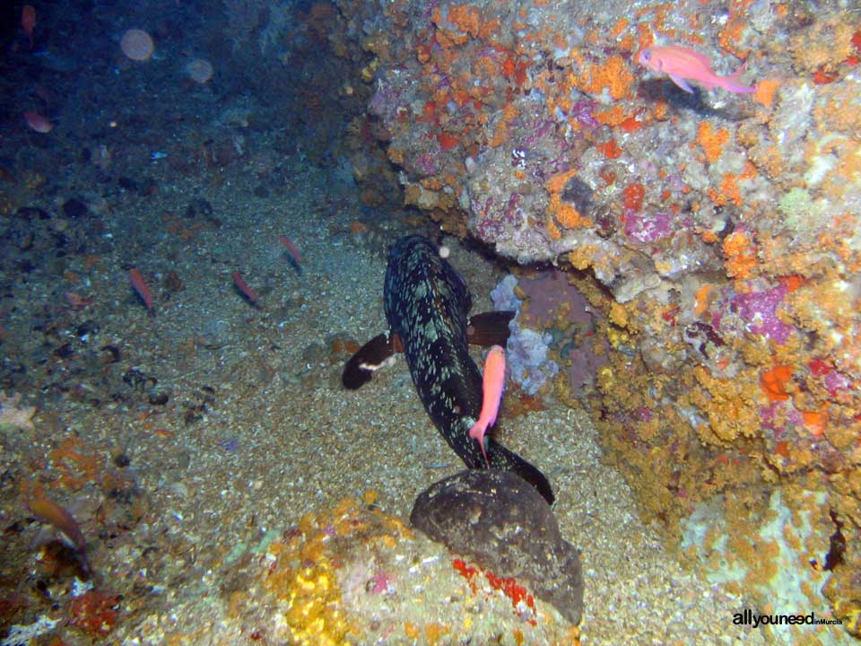 Diving in Cabo de Palos. The marine reserve of Hormigas Islands. Murcia -Spain-