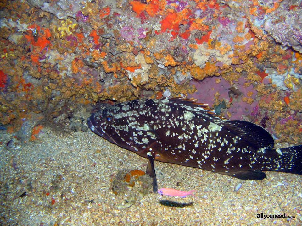 Diving in Cabo de Palos. The marine reserve of Hormigas Islands. Murcia -Spain-