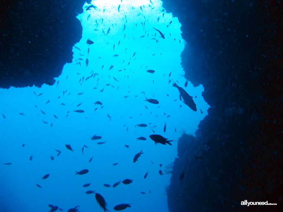 Diving in Cabo de Palos. The marine reserve of Hormigas Islands. Murcia -Spain-