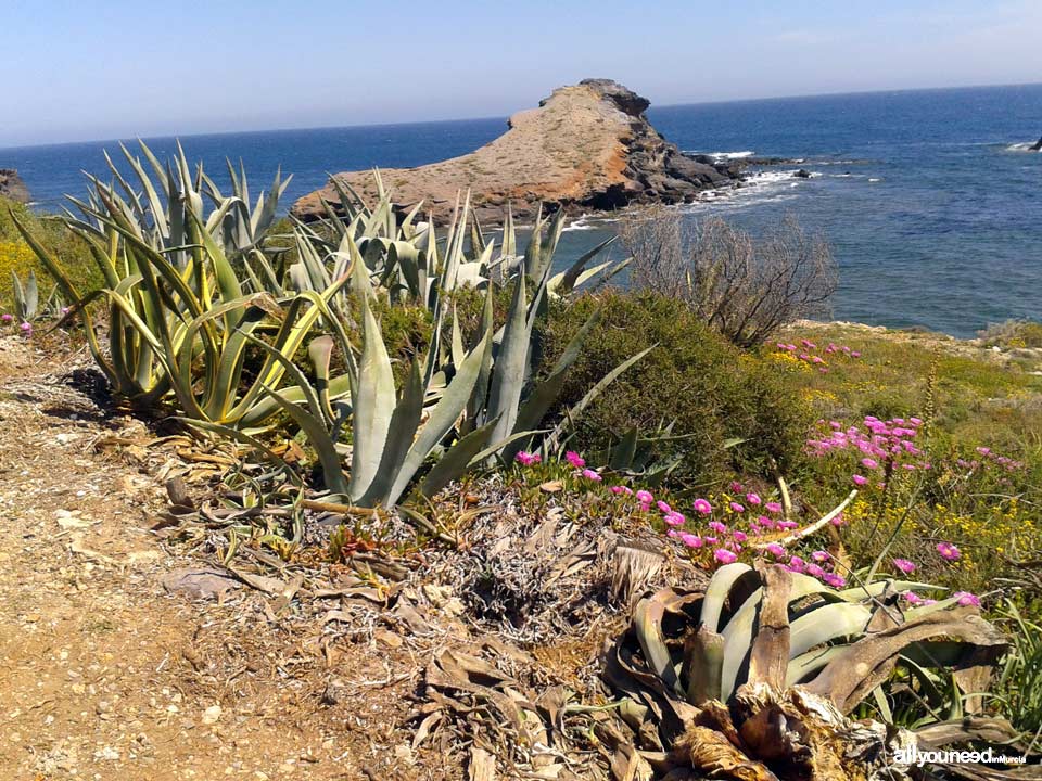 Cala del Descargador