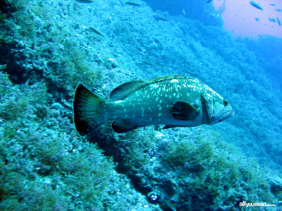 Islas Hormigas, reserva marina en Cabo de Palos -Murcia- 