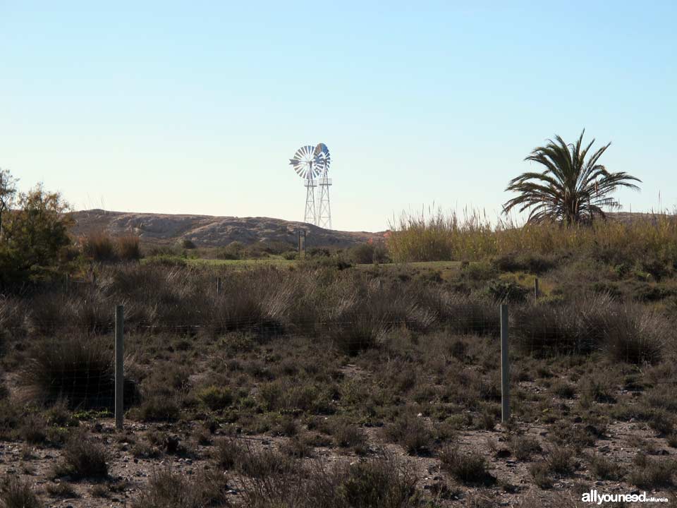 De Cala Reona a las molinetas de Calblanque