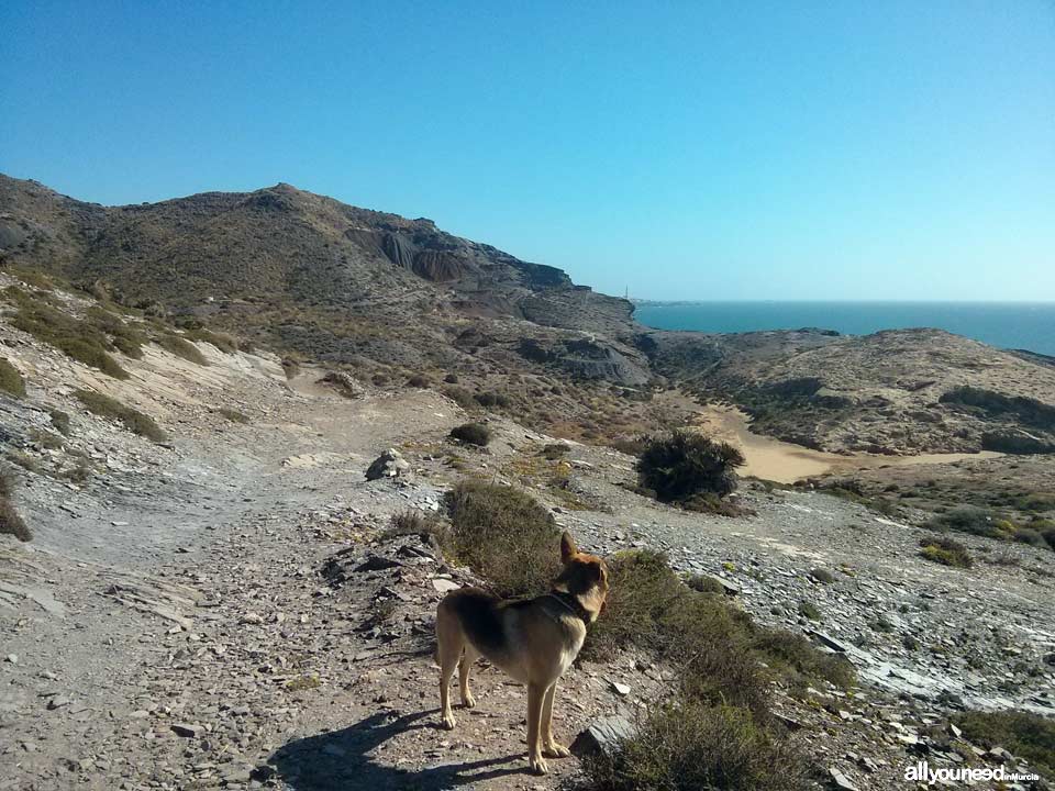 Trail from the cove of Cala Reona to Calblanque and back to Cala Reona