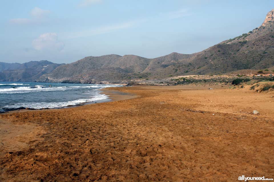 Playa Larga. Playas de Calblanque. Mejores playas de Murci