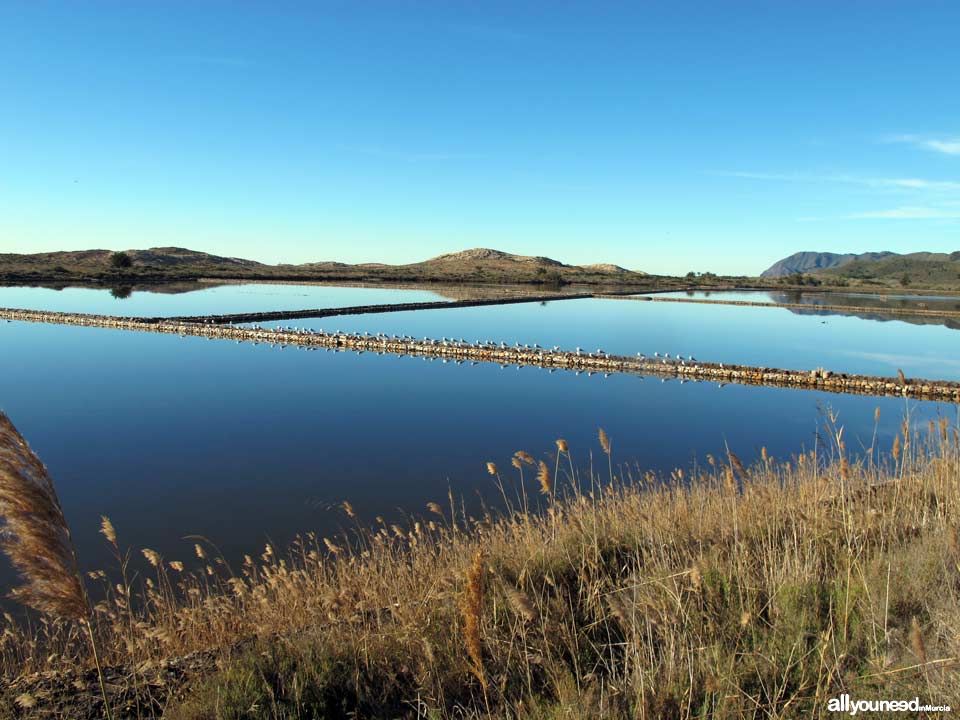 Salinas de Rasall en el Parque Regional de Calblanque