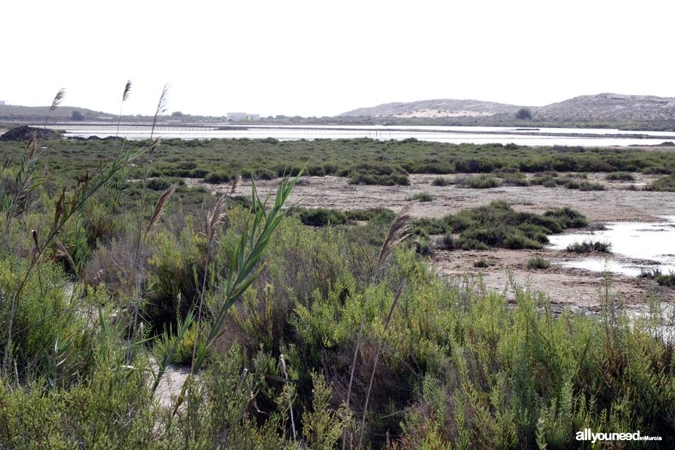 Salinas de Rasall en el Parque Regional de Calblanque