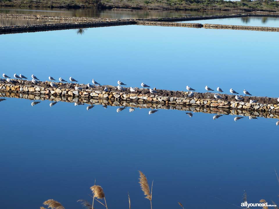 Salinas de Rasall en el Parque Regional de Calblanque