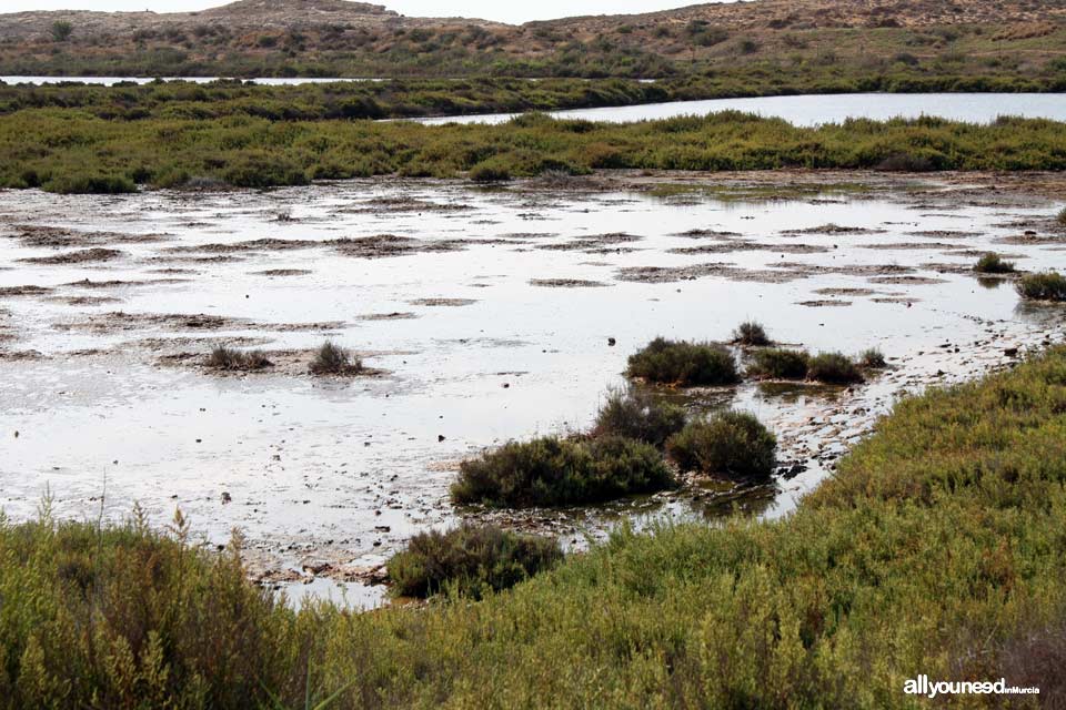 Salinas de Rasall en el Parque Regional de Calblanque