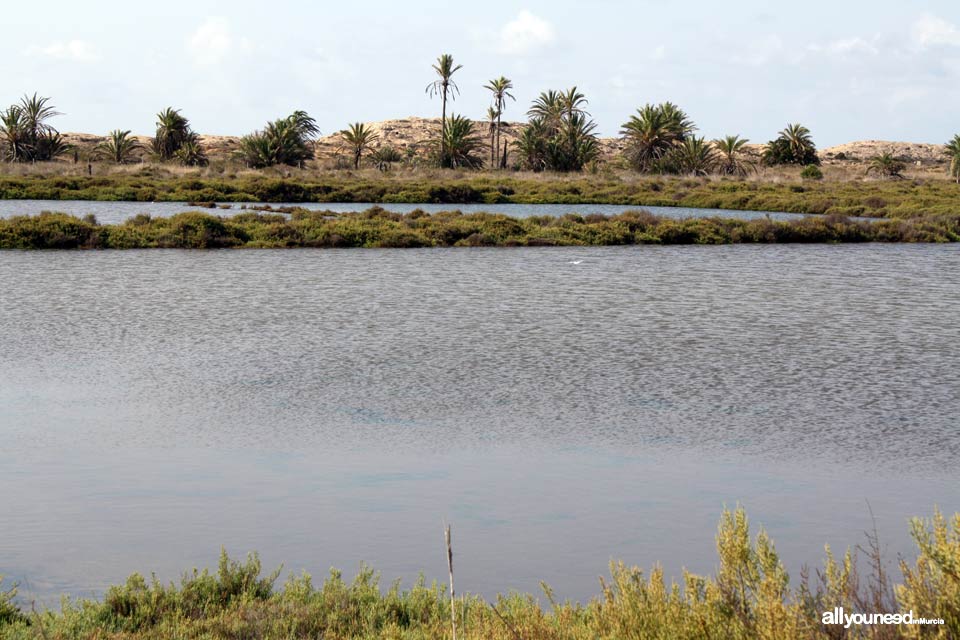 Salinas de Rasall en el Parque Regional de Calblanque