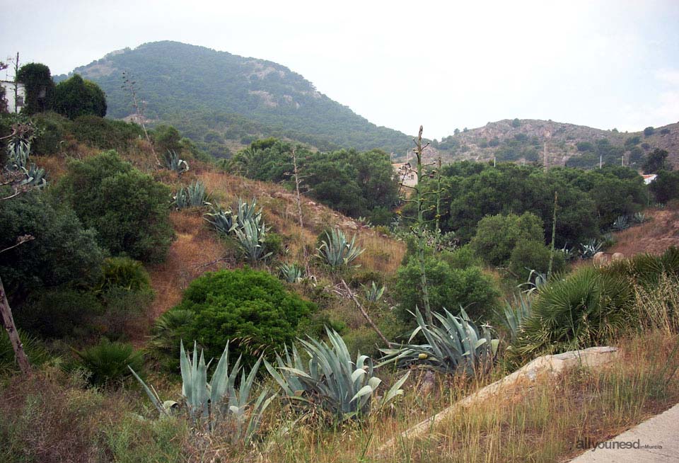 Calblanque. Naturaleza en Calblanque