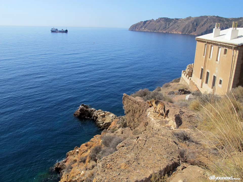 Cala El Bolete en Cabo Tiñoso , Cartagena