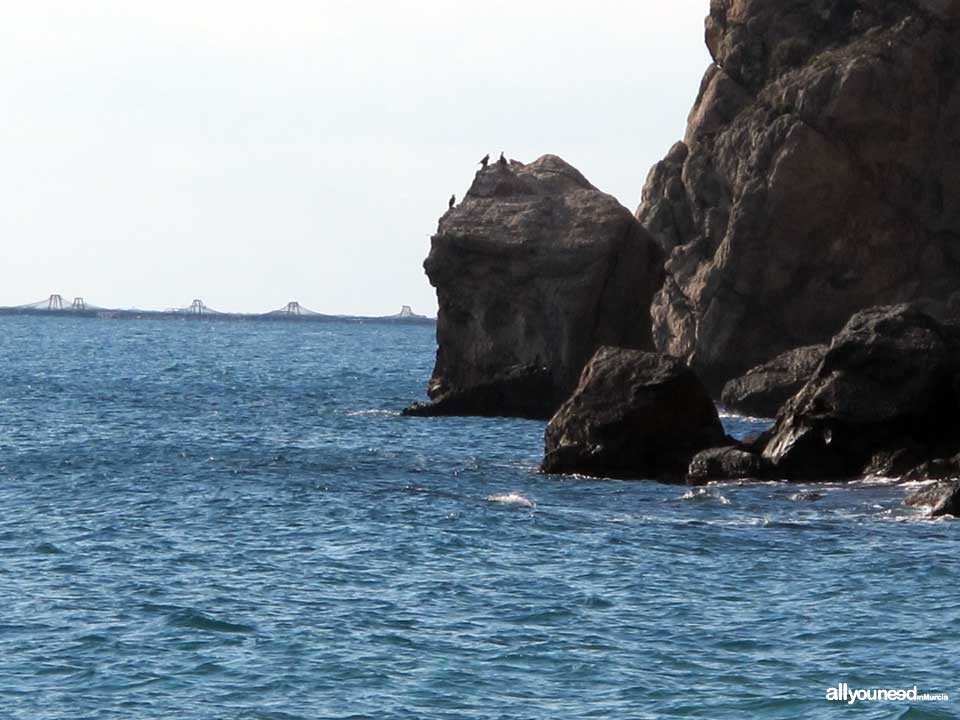 Caballo Cove