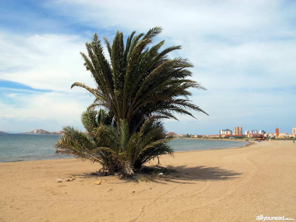 Playa el Vivero