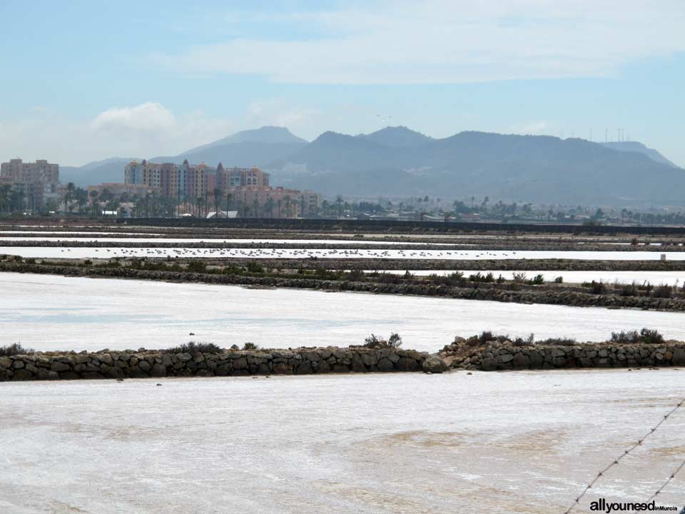 Salinas de Marchamalo