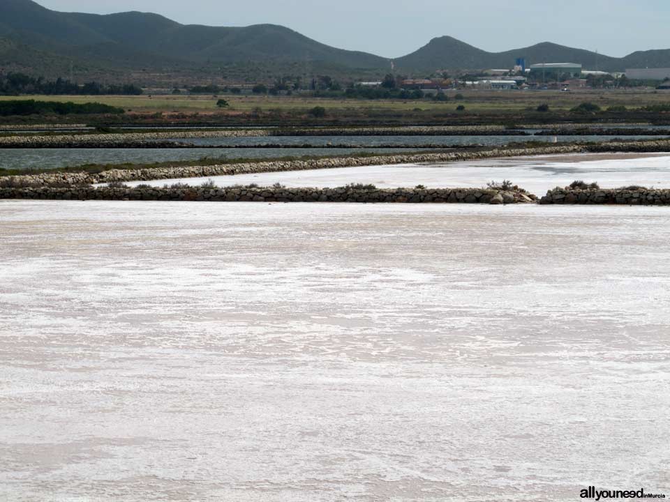 Salinas de Marchamalo