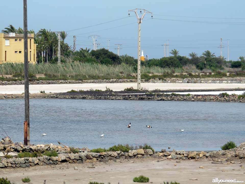 Salinas de Marchamalo