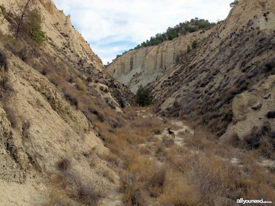 Barranco del Infierno Route