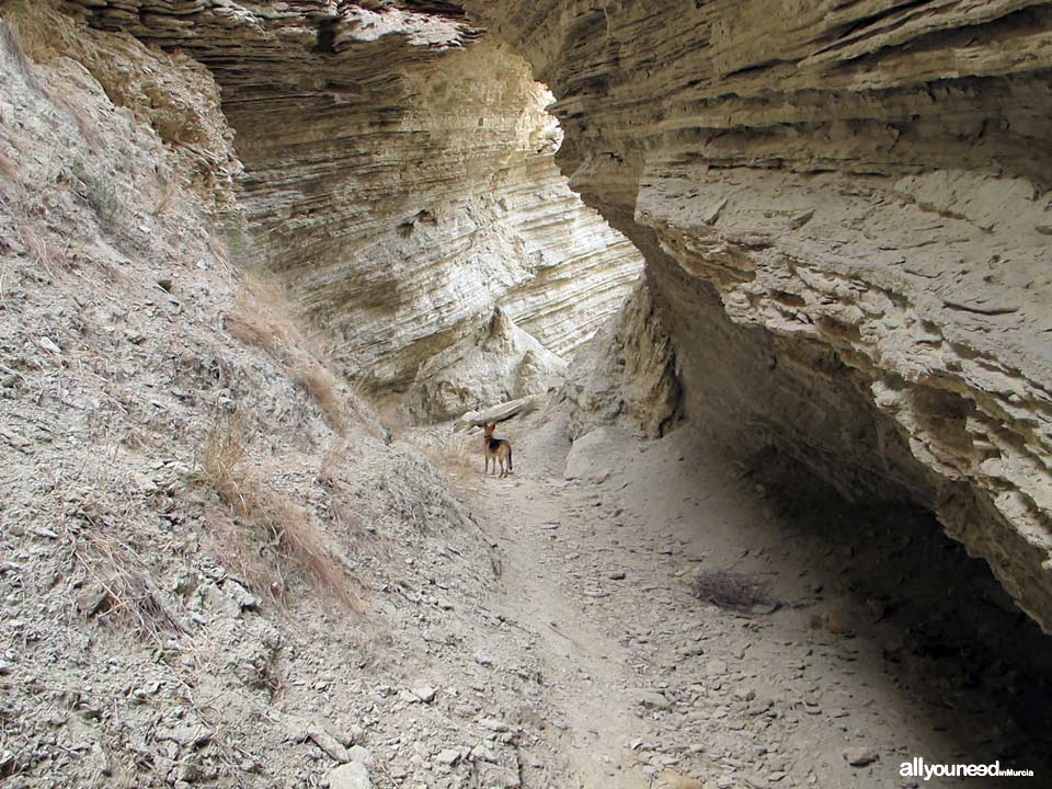 Barranco del Infierno Route