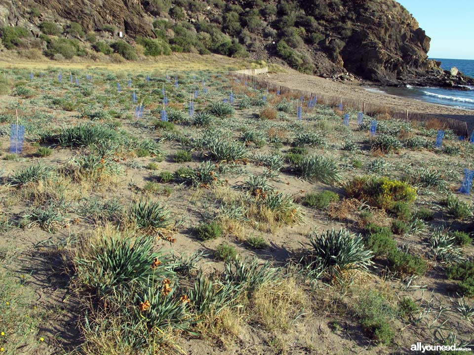 Playa Baño de las Mujeres. Playas de Lorca