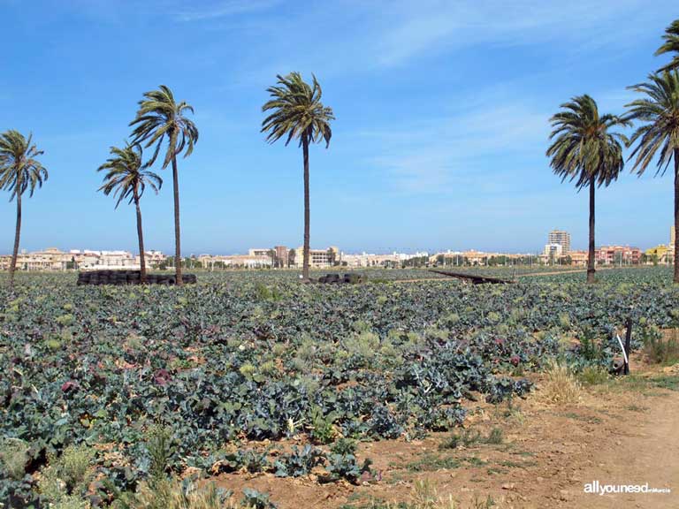 Playa Los Nietos