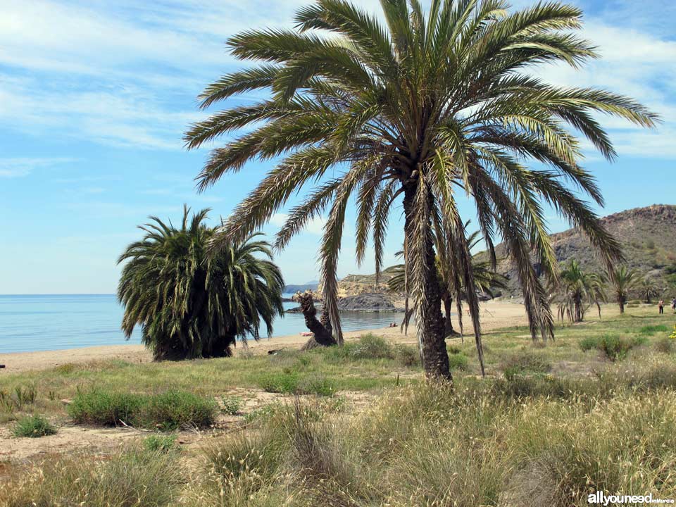 Playa de Percheles. Playas de Mazarrón