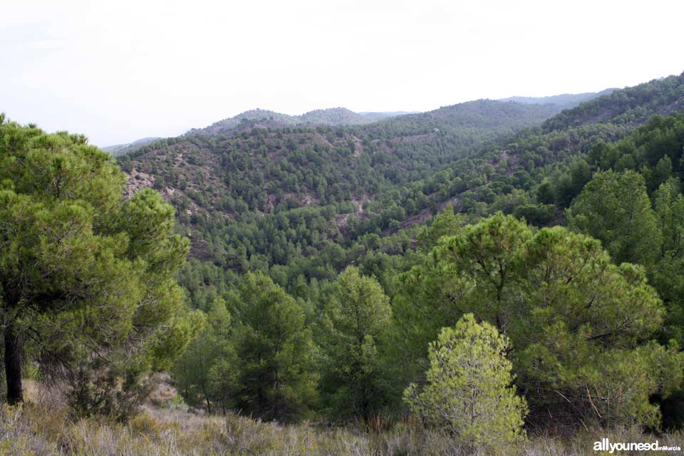 Sendero Cuevas del Buitre.PR-MU35. Senderismo por El Majal Blanco