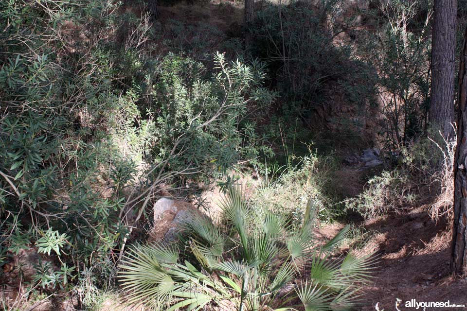 Cuevas del Buitre pathway.PR-MU35. The Majal Blanco