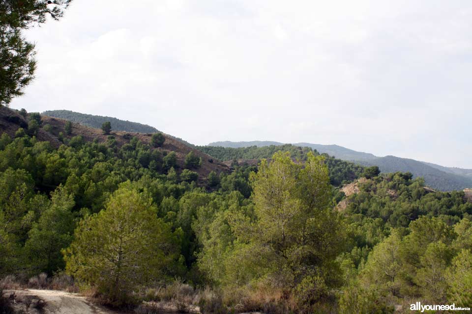 Sendero Cuevas del Buitre.PR-MU35. Senderismo por El Majal Blanco