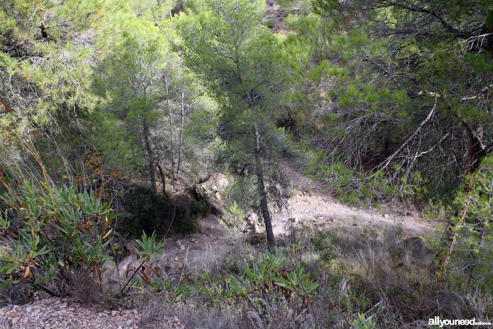 Cuevas del Buitre pathway.PR-MU35. The Majal Blanco